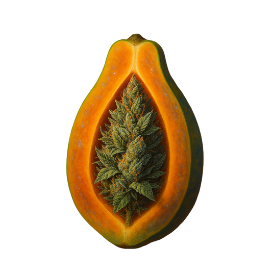 Atomic - Flor Exterior - Papaya